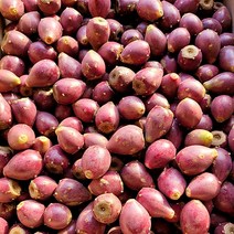 제주 백년초 열매 생과 3kg 5kg 노블프레쉬, 백년초열매 3kg