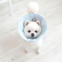패리스독 소다 엘리자베스 카라 블루 M 강아지 넥카라, 1