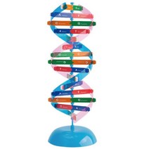 DAN개념 이중나선 DNA 입체모형 DIY 관찰학습 돌봄교실 초등학교 과학상자 실험 키트