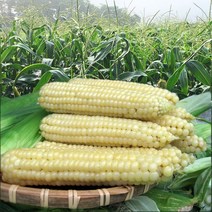괴산 대학 찰 옥수수 삶은 냉동 대학찰 옥수수 특 _ 15개 / 30개 (17cm이상), 특 5팩 (17cm이상)_15개