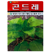 국산 곤드레 씨앗 100립 곤지쌈 곤드레 엉겅퀴 종자 산나물 아람종묘