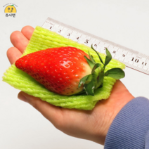 [쥬시맨] 크다! 마지막 논산 킹스베리 설향딸기 왕딸기 특사이즈 350g 700g 대사이즈 1kg 산지직송, 대사이즈 500g X 2팩 (25~35g 이상 과육)