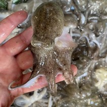 [당일조업] 국내산 활쭈꾸미 생물 서해안 쭈꾸미 봄쭈꾸미 1kg 알배기 알쭈꾸미, 활쭈꾸미 1kg