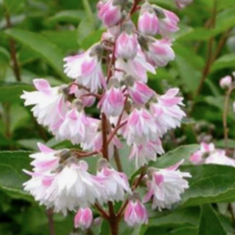 말발도리 [3포트] 로제아플레나 핑크(복남이네 야생화 모종 deutzia)분홍겹말발도리