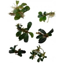 소형 부세파란드라 랜덤 1뿌리 (음성수초 활착수초 모스활착 초보 구피 은신처)