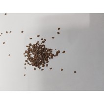 두릅나무씨앗10g(2000립)