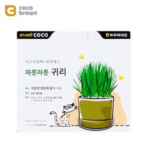 헤어볼배출용 키우는 귀리재배세트 그라스 헤어볼제거 허브풀 글라스 냥이용식물 고양이 키우기