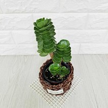 녹비단 (라탄화분포함) 녹비단키우기