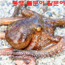 바바상점 문어 통영자연산 돌문어1kg 산지직송 활문어돌문어 문어 문어숙회 한치 자숙문어 문어가격 참문어 통영문어 문어시세 피분어 활문어 제주돌문어 제주문어 통문어 국산문어 문어숙회택배 대문어 문어슬라이스 삶은문어요리, 1개