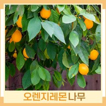 레몬나무 묘목 오렌지레몬 결실주(분) 1개