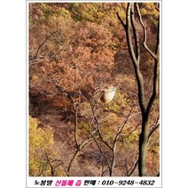 노봉방 산돌배즙/ 010-924-4832/오리지널 자연산, 1, 120ml