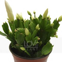 게발선인장(흰색꽃)-부채꼴선인장/마디선인장