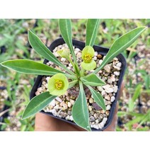 철갑환 - 소품 아프리카식물 선인장 다육 농장직영 국내실생 착한가격, 약 2.5cm, 1개