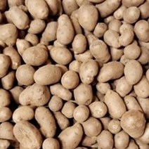 [한스푼푸드] 햇 마씨앗 1kg 영여자 마씨 잉여자 마종자, 1개
