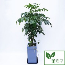꽃친구 녹보수 개업 축하 화분 선물 집들이 식물 전국 당일배송