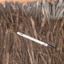 제주 구좌 햇 더덕 10kg 작은 사이즈 (소) 실속형