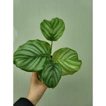 바닐라가든 칼라데아 오르비폴리아60