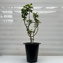 [다은꽃농원]백 파비안 폴리셔스 무늬 파비안 키우기쉬운 실내공기정화식물 인테리어, 1개