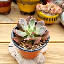 [이천다육] 블랙호크 다육식물 랜덤발송