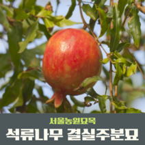 서울농원묘목/석류나무 묘목 결실주2~3년생 4년생 분묘 유실수 조경수 과실수, 결실주 4년생, 1개