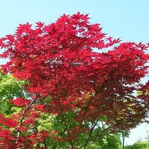 묘목/홍단풍( 출성성 )삽목 2년 /5주 W1767, 1개