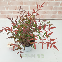 도희씨네 정원>>단풍이 예쁜 남천나무100″ class=”wr-img”></a></div>
</p></div>
</p></div>
</p></div>
<div class=