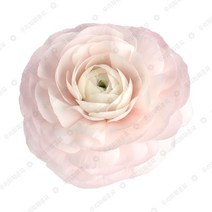 우리화훼종묘(주) 라넌큘러스 구근 - 레이디, 2개