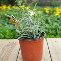 [모종가게] 라벤더 화분 / 허브 쌈 채소 야채 키우기 허브 텃밭, 라벤더화분