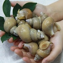 동해 앞바다 활 백고동 1kg, 없음