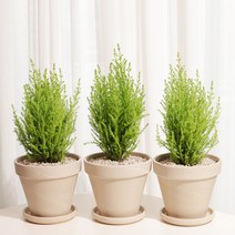 율마 소품 3개묶음 세트 화분포함 독일토분13G, 불포함, 3개