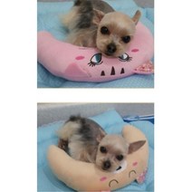 반려견 이갈이 씹기장난감 소형견 3개 아기 운동 애견 딩펫족 물어뜯기