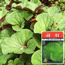 곰취 씨앗 (100립) 곰취키우기 곰취씨앗 채소씨앗, 단품