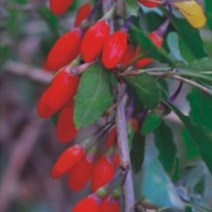 구기자 나무 씨앗 종자 약용 식물 씨앗 100립 7186ea, 쿠팡 본상품선택