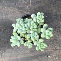 다육식물 200여종 다육 식물 최다종 화분, 다육식물_부사, 1개