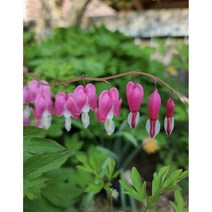 분홍 금낭화 2주/ 화분 포함, 1개