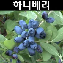 하니베리/인디고잼 나무 묘목 4치포트 1개/가정/정원/과수