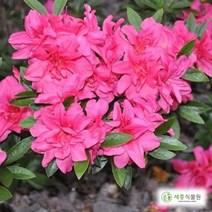 영산홍 자산홍 철쭉 5주묶음 4종 택1 (H30cm전후), 1. 자산홍 5개묶음