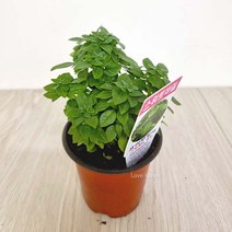 쉬운 스위트바질 희귀 공기청정 도매화원 식물 향이 좋은 실내 키우기, 상세페이지 참조