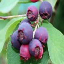 준베리나무/2년생(10주묶음)/묘목/h0918