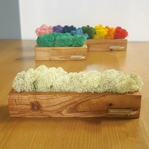 참죽나무원목스틱화분 스칸디아모스 인테리어소품 장식, 참죽나무스틱(중)색상1개선택