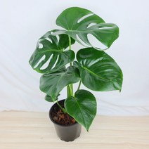 몬스테라 델리시오사 [플라워앤곰] 중품/ 포트15cm/ 높이50cm, 1개