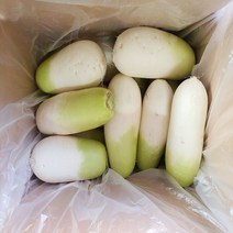 제주도 겨울무 월동무 김장무 무우7kg, 14kg