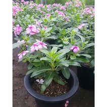 행복한꽃순이//목일일초(한목대), 1개