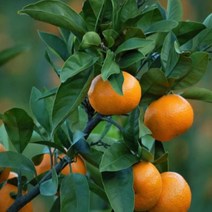 묘목 /귤나무 H0.4-W0.3 kk464