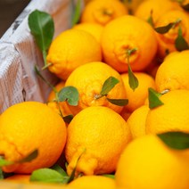 제주 한라봉 선물세트 가정용 산지직송 당도선별, 선물용 4.5kg 소과(25~30과)