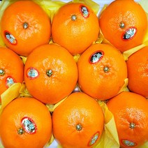 프리미엄 고당도 천혜향 3kg 최상품 9~15과