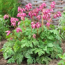 [풀떼기] 금낭화 숙근 모음 / 금낭화 뿌리 노지월동, 5. 스펙타빌리스 알바