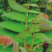 가재울유통 참죽나무 식용 목재 조각 식물 씨앗 품종 종자 500립 원예 새싹키우기 574950-9-40596ea, gajae7195 본상품선택
