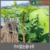 뿌리원예 가시없는 엄나무묘목 포트묘2L 화분 30 50cm 1주