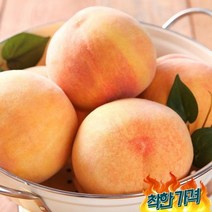 신선플 초록자연 천중도 백도 (11-13과) (왕특), 없음